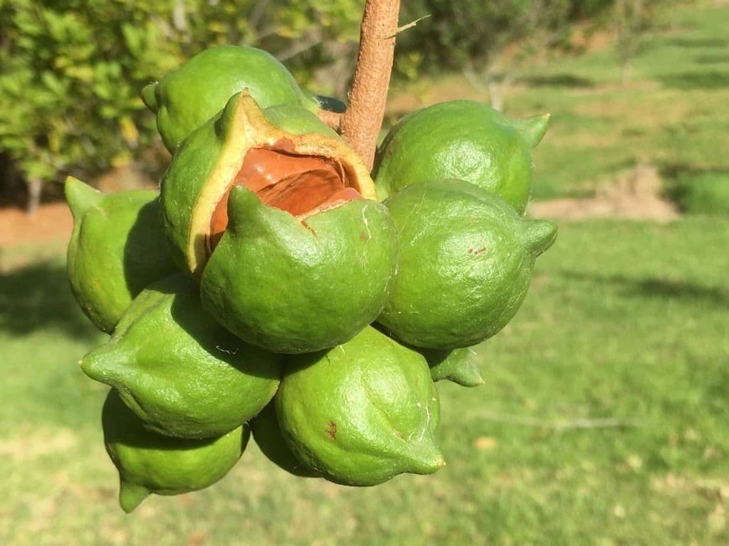 Mahurangi orchard