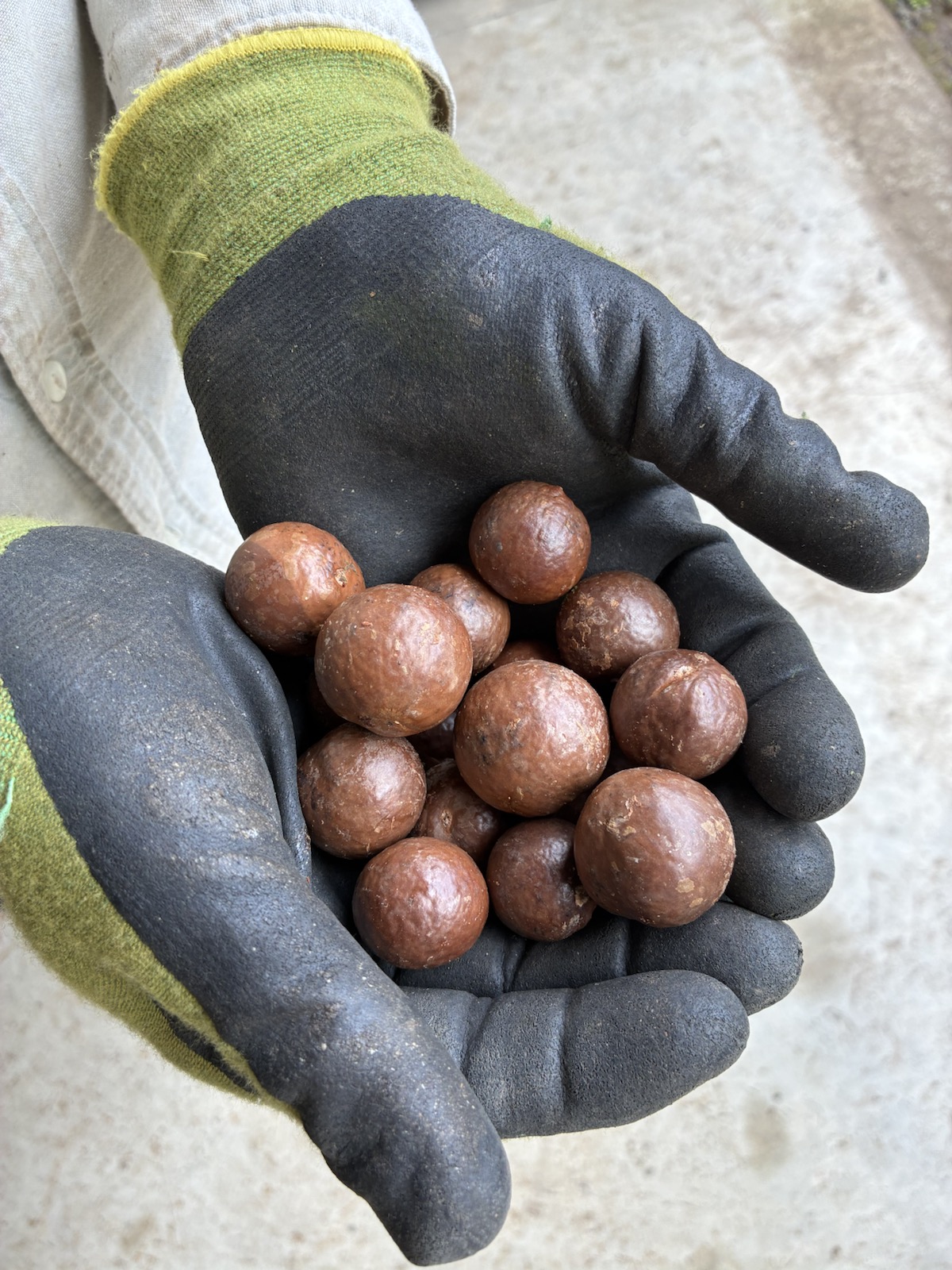 Macadamia nuts in their shells